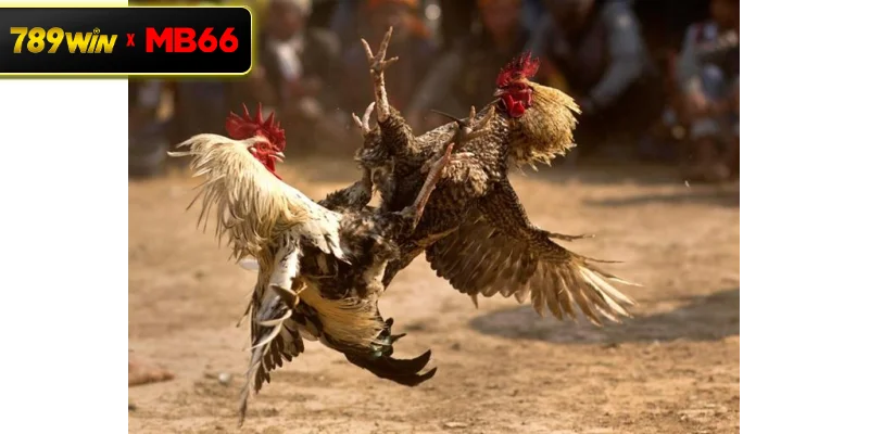 Đá gà biên giới là gì? Trải nghiệm thi đấu kịch tính tại 789WIN