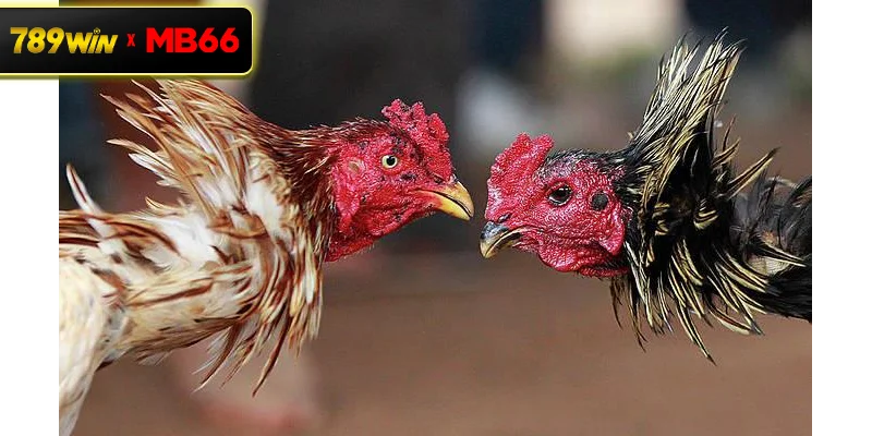 Đá gà độ lớn là gì? Tổng quan hình thức thi đấu có giá trị cược cao Đá gà độ lớn là gì? Tổng quan hình thức thi đấu có giá trị cược cao