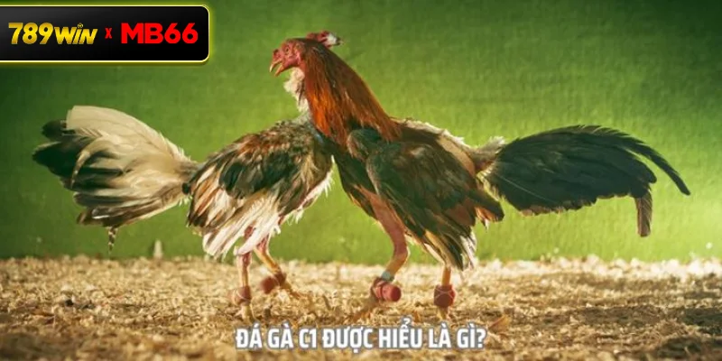 Tổng quan về giải đá gà C1 – Đỉnh cao của đấu trường cựa sắt
