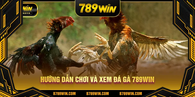Hướng dẫn chơi và xem đá gà 789WIN Hướng dẫn chơi và xem đá gà 789WIN