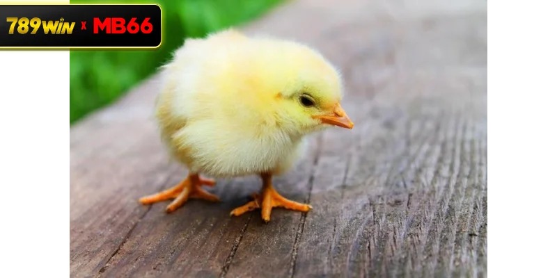 Cách chọn giống gà con chất lượng – Bước khởi đầu quyết định thành công Cách chọn giống gà con chất lượng – Bước khởi đầu quyết định thành công