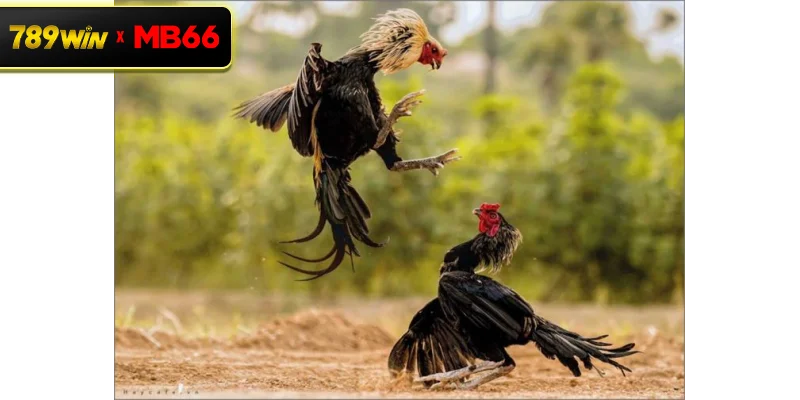 Hướng dẫn cách nuôi gà chọi theo từng giai đoạn phát triển hiệu quả Hướng dẫn cách nuôi gà chọi theo từng giai đoạn phát triển hiệu quả