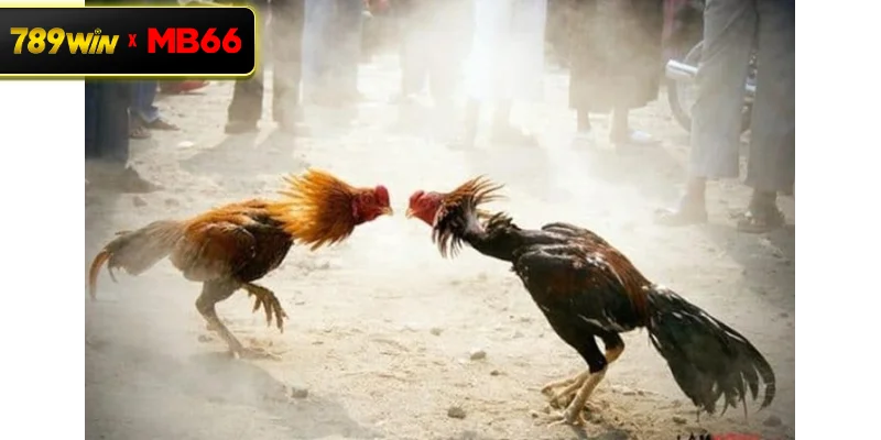 Khám phá sảnh đá gà trực tuyến hấp dẫn tại 789WIN Khám phá sảnh đá gà trực tuyến hấp dẫn tại 789WIN