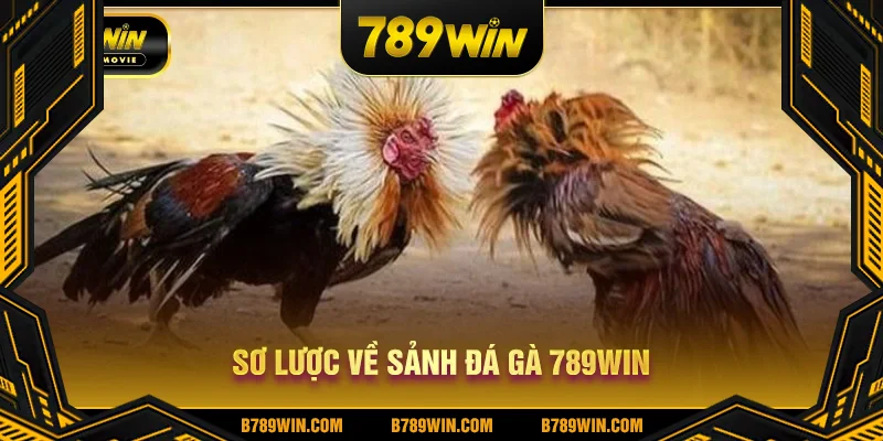Sơ lược về sảnh đá gà 789WIN Sơ lược về sảnh đá gà 789WIN