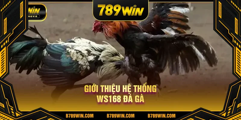 Giới thiệu hệ thống WS168 đá gà