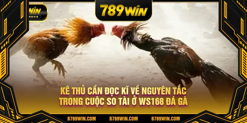 Kê thủ cần đọc kĩ về nguyên tắc trong cuộc so tài ở WS168 đá gà