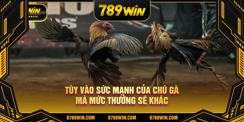 Tùy vào sức mạnh của chú gà mà mức thưởng sẽ khác