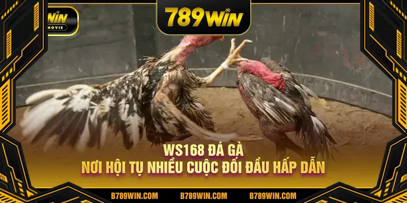WS168 đá gà nơi hội tụ nhiều cuộc đối đầu hấp dẫn